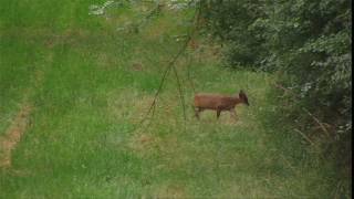 Muntjac deer in the New Forest [upl. by Martell428]