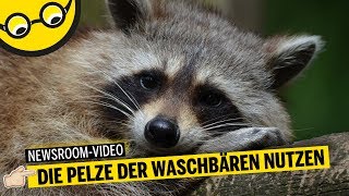 Nach der Jagd Die Pelze der Waschbären nutzen [upl. by Atwood]