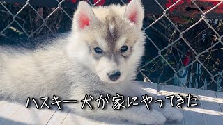 【ハスキー犬】モフモフな子犬をお迎えしてみた [upl. by Dee Dee]