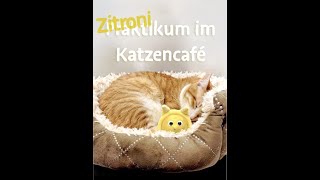 Zitronikum Katzencafé Katers Köök in Hamburg [upl. by Arik]