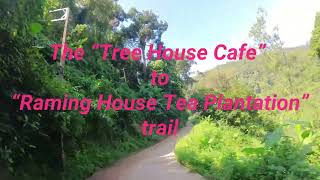 The Tree House Cafe to Raming House Tea Plantation Trail [upl. by Regnig]