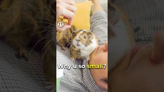 The smaller the cuter 🐹🥰 shorts funny guineadad guineapig pets memes pet [upl. by Ward]