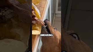 This Dog Got Caught Red Handed and Its Reaction Is Hilarious 😂 [upl. by Maxine]