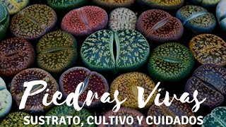 Lithops Las piedras vivas [upl. by Mishaan]