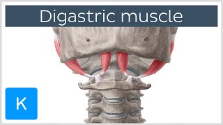 Digastric muscle  Origin Insertion Innervation amp Function  Anatomy  Kenhub [upl. by Kenimod]