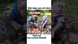 Monkey Bibi take Baby Lala go around in the garden and find out the little mouse shorts [upl. by Lot388]