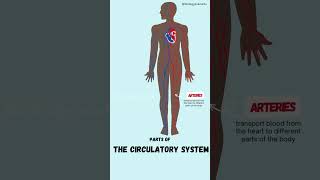 Parts of the Circulatory system [upl. by Safire]