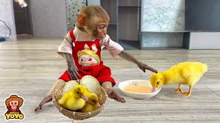 The process of monkey YiYi take care of duck eggs into ducklings [upl. by Sloan]