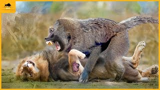 Baboons 35 Gritty Fights Against Lions Crocs and Mighty Predators  Animal Fight [upl. by Lemraj507]