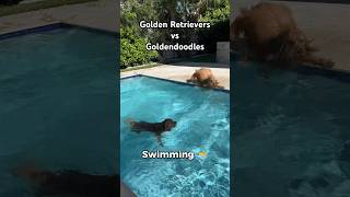 Golden Retrievers vs Goldendoodles dogbreeds funnydogs goldendoodle goldenretriever [upl. by Nico]