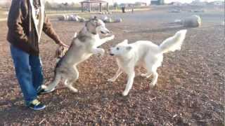 Husky vs Wolf Hybrid [upl. by Friend]