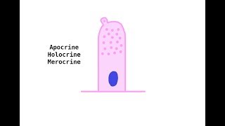 Apocrine Holocrine Merocrine glands [upl. by Hilarius]