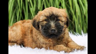 Wheaten Terrier Puppies for Sale [upl. by Gerty]