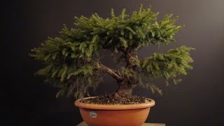 Picea abies Nidiformi [upl. by Ytirev648]