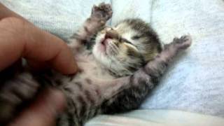 Tickling a baby kitten 10 days old [upl. by Hanikahs]