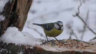 Winter im Schloßpark  4K  Panasonic HCVX878 [upl. by Isaak273]