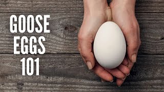 Goose Eggs 101 – Everything You Should Know [upl. by Cesaro]