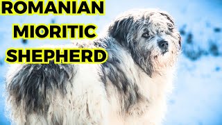 Romanian Mioritic Shepherd  Top 10 Interesting Facts [upl. by Albert11]