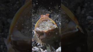 Jawfish Dad Protects Eggs in His Mouth 🐟 😲 MarineLife NatureWonders OceanLife FishParenting [upl. by Buyer]