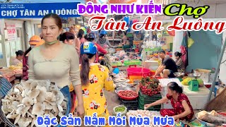 Đông Như Kiến CHỢ TÂN AN LUÔNG CẦU MỚI VŨNG LIÊM  Người Đi ĐEN CHỢ Mùa Nấm Mối Đổ Bộ  KPVL [upl. by Rocher]