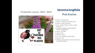 Jardinage Veronica longifolia pink eveline Plante vivace [upl. by Thun277]