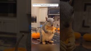 This family rescued a weak squirrel that was trapped and gave it a warm home animalshorts [upl. by Ettennil200]