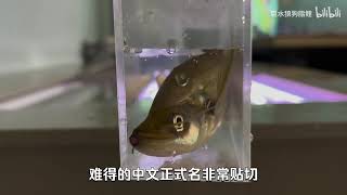 【新鱼开箱第253期】青面獠牙的大型掠食性鲶鱼：龙仆 过水入缸 [upl. by Klimesh538]