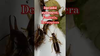 COMMON EARWIGS FORFICULA AURICULARIA DERMAPTERA Are they dangerous Are they pests or useful [upl. by Innavoij168]