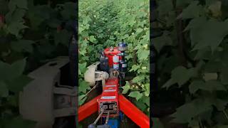 vst 130 powertiller works cotton field [upl. by Anayet751]