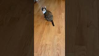 This Cat Understands Humans and Talks Back You Won’t Believe Her Responses [upl. by Langelo716]