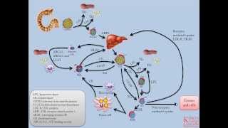 Lipids and Lipoproteins  Part 5 Overview of Lipid Transport Pathways [upl. by Lael]