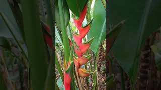 Heliconia bihai [upl. by Atram]