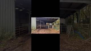 Darcy goes for a walk to see the Belted Galloways in the shed [upl. by Arta795]