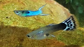 Rare Hybrid Mating Ritual Caught on Film Endler Breeding with Guppy Color Changing and Dancing [upl. by Kirstin260]