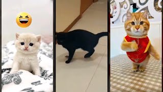 Funny Pets 😻 Cat Fails 🐕 FunnyCats Part 8270 [upl. by Gibson]