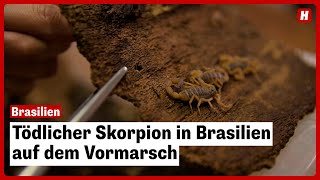 Klimawandel Tödlicher Skorpion in Brasilien auf dem VormarschTitel [upl. by Hembree]