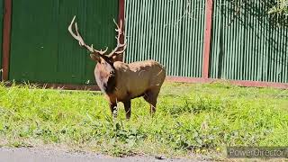 Elk at Orick CA 2  Oct 2 2024 [upl. by Earezed]