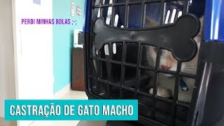 COMO É A CASTRAÇÃO DE GATO MACHO [upl. by Durwyn797]