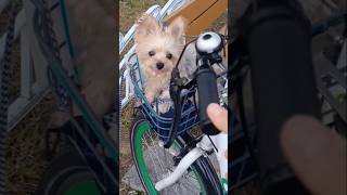 초코 자전거 탈까 자전거 바구니에 탄 강아지 Choco do you want to ride a bike Bicycle basket with burnt chocolate [upl. by Oler]