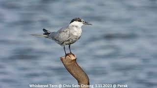 Whiskered Tern  Chiu S C DSCN7427 [upl. by Limaj]