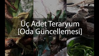 Üç Adet Teraryum  OBukalemunuBearded ve CWater Dragon [upl. by Eseeryt]