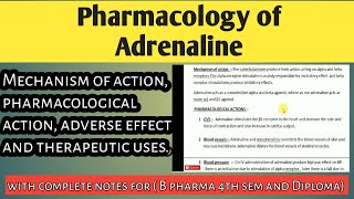 Adrenergic drugspart2Pharmacology of adrenaline  with complete notes [upl. by Elyk]