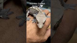 Axanthic Crested Gecko reptiles gecko crestedgeckos [upl. by Mohandis]