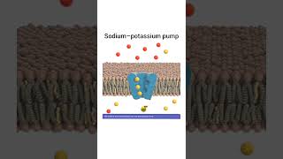 Sodium Potassium Pump [upl. by Alusru]