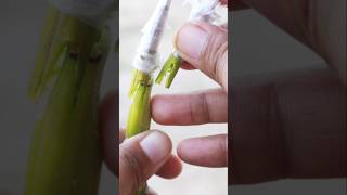 Grafting 2 branches on a single stem Vshapeplantgrafting viralvideo home grafting [upl. by Emya]