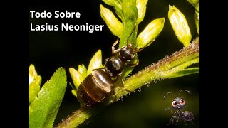 TODO SOBRE LAS LASIUS NEONIGER VUELOS NUPCIALES HABITATS Y DESARROLLO [upl. by Idalla]