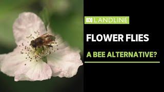 Using flies to pollinate crops  Landline  ABC News [upl. by Eiryk]