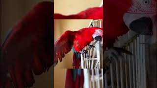 😂funny parrot cant stop watching them 😂 funnybirbs birdlover funnyanimals myfunnybirdie [upl. by Laverne615]