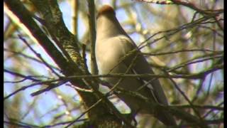 Seidenschwanz ein Wintergast  Bombycilla garrulus [upl. by Laverne201]