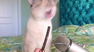 ASMR  CAT TWIG [upl. by Rupert938]